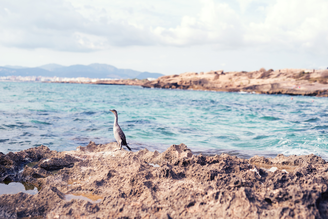 Reisen-mallorca-Meer-Bucht-haubentacuher