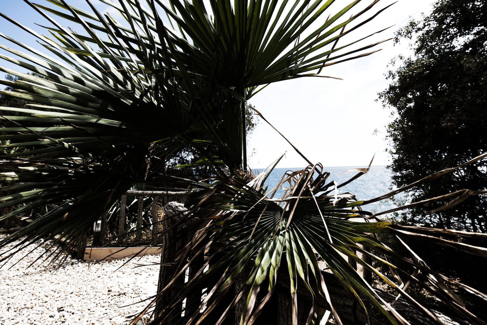 Palmtrees-Beach-Croatia