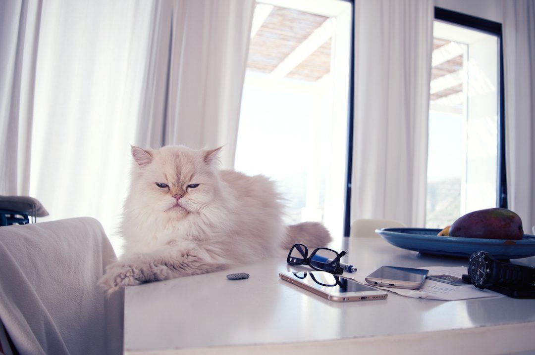 Spain-holiday-CasaMiranda-livingroom-sleeping-cat