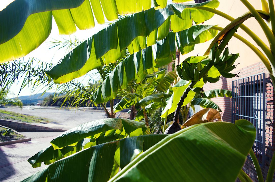 Spain-holiday-andalusia-banana-leaf