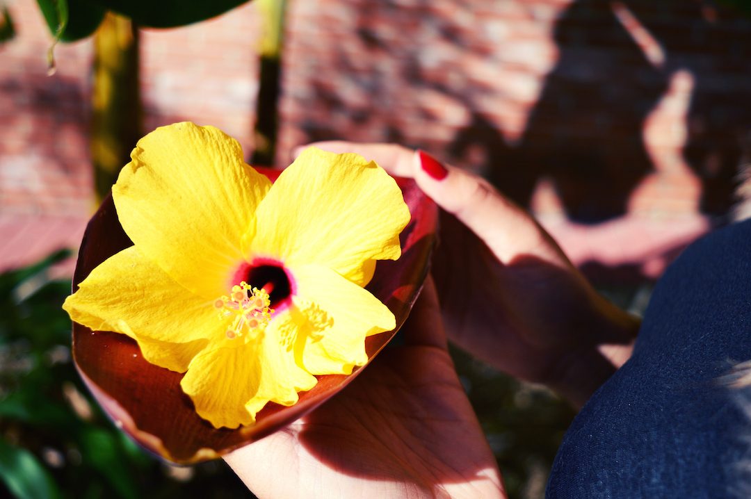 Spain-holiday-flower-hibiscus