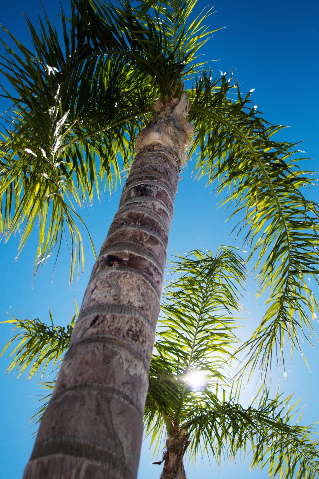 champagne-attitude-Spain-holiday-Andalusia-CasaMiranda-Palms